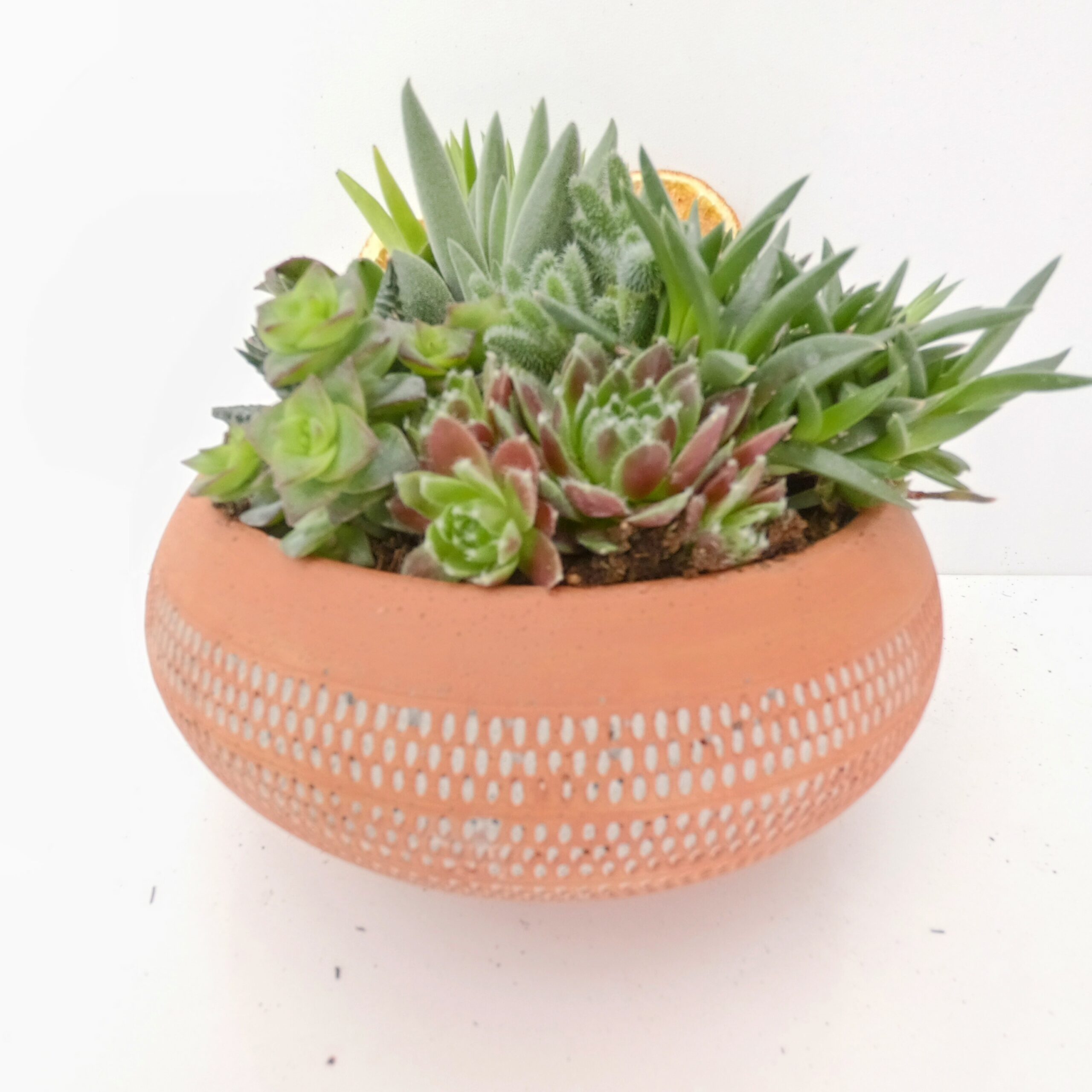 Gold Serisi Saksıda Sukulent Aranjmanı - Görsel 15