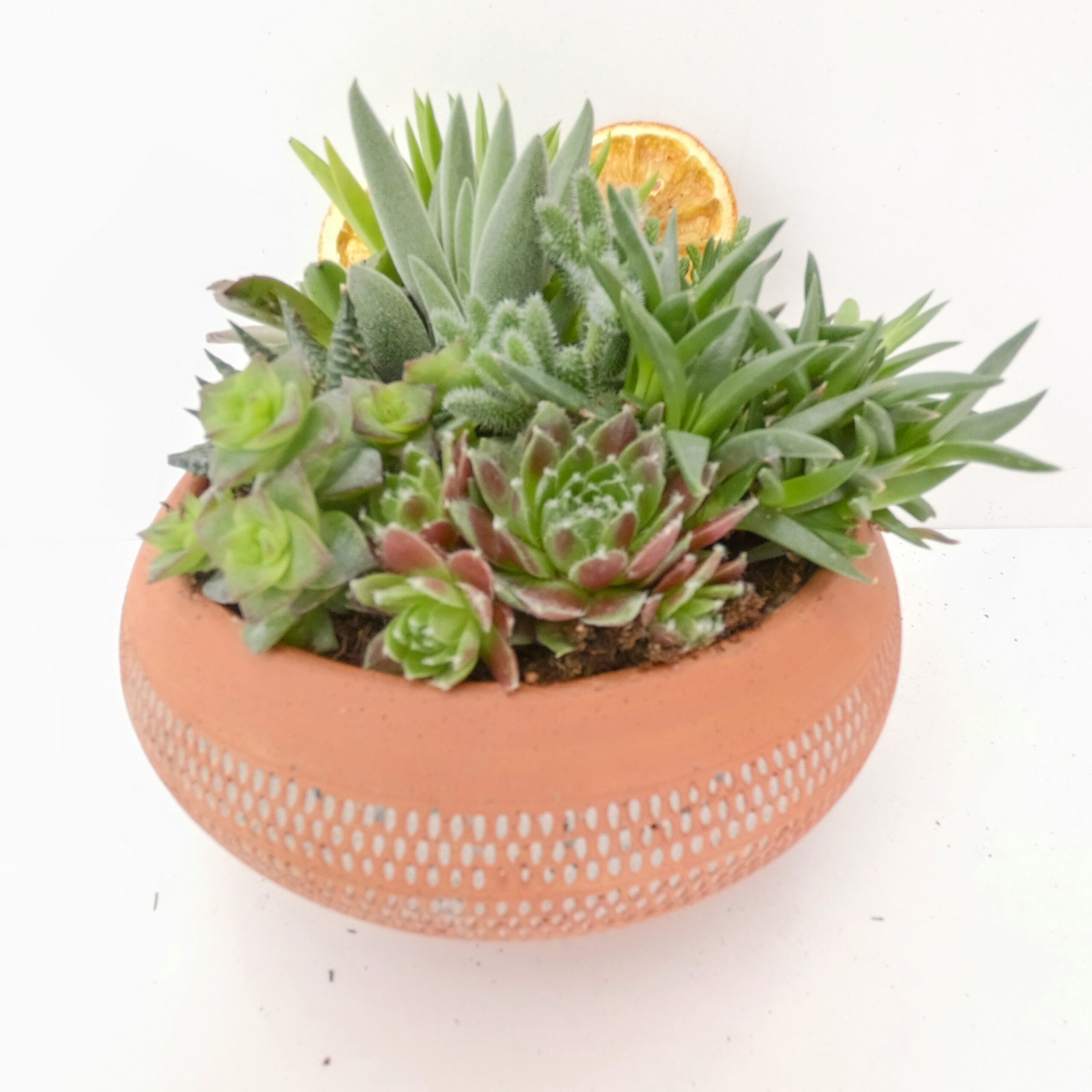 Gold Serisi Saksıda Sukulent Aranjmanı - Görsel 16