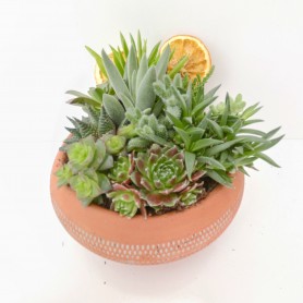 Gold Serisi Saksıda Sukulent Aranjmanı - Görsel 13