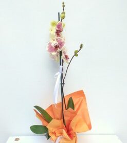 Özel İki Renk Sarı Orkide