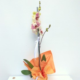 Özel İki Renk Sarı Orkide