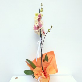 Özel İki Renk Sarı Orkide - Görsel 2