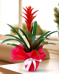 Guzmanya Saksı Çiçeği