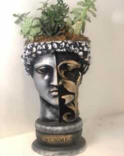 Sukulent Aranjmanı Çınar Çiçekçilik