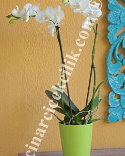 İkili Beyaz Orkide Çiçeği C-OR152