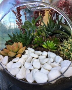 İnci Serisi, Günışığım Canlı Kaktüs