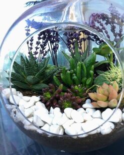 İnci Serisi, Love Canlı Kaktüs