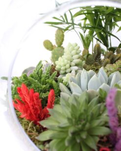 Özel Hazırlanmış Aşk Teraryum