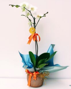 Ephesus Desenli Vazoda Tekli Beyaz Orkide