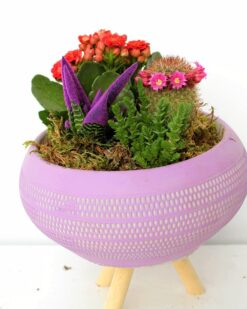 FRENCH Dekoratif Ayaklı Vazo Kaktüs ve Kalancuha