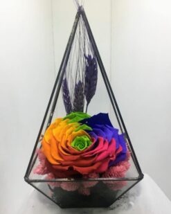 SOLMAYAN GÜL Gökkuşağı Rengi