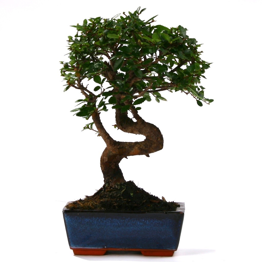 Bonsai Çin Örmesi Ağaç (Orta Boy) - Görsel 2
