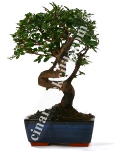 Bonsai Çin Örmesi Ağaç (Orta Boy)