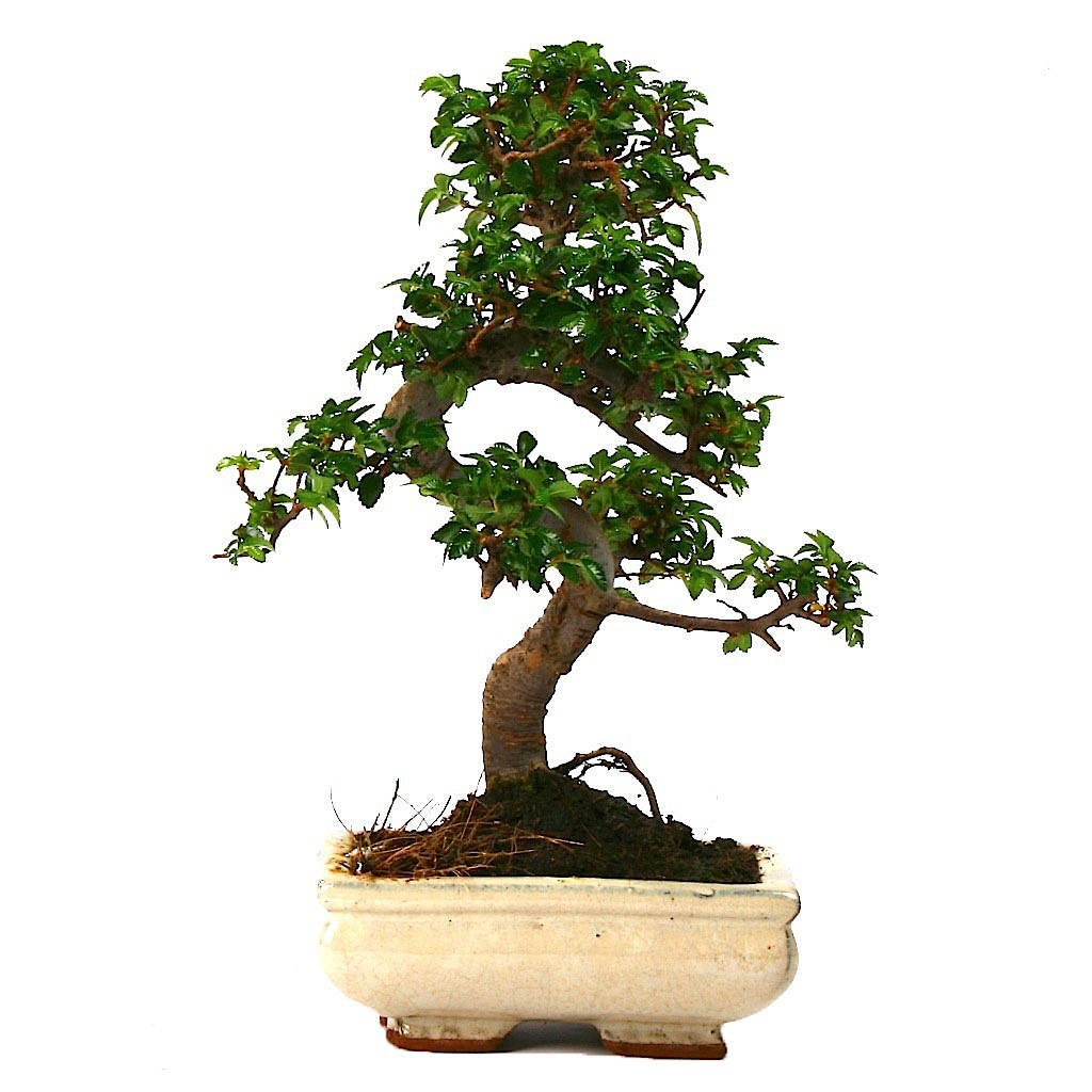 Çin Örmesi Bonsai Ağaç (25- 30) - Görsel 2