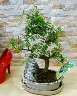 İthal Kırmızı Firesya