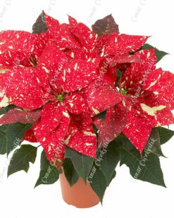 Kırçıllı Kırmızı Atatürk Çiçeği C-SAK135