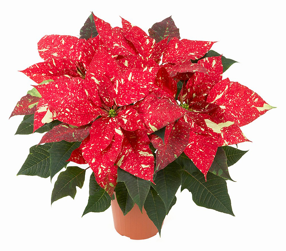 Kırçıllı Kırmızı Atatürk Çiçeği C-SAK135 - Görsel 2