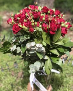 Miyatür Gül (Çardak Gülü)