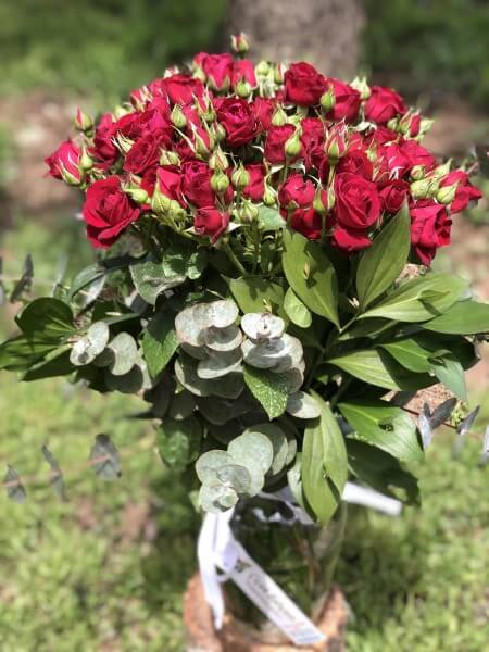 Miyatür Gül (Çardak Gülü)