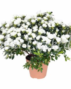 Limon Servi Çam Agacı Kaliteli Bir Hediye