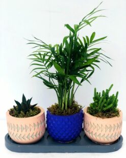 ICONE Desenli Vazoda 3 Lü Saksı