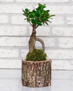 Doğal Saksı İçinde Bonzai