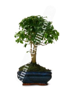 Ligustrum Bonsai Ağaç  (Orta Boy)