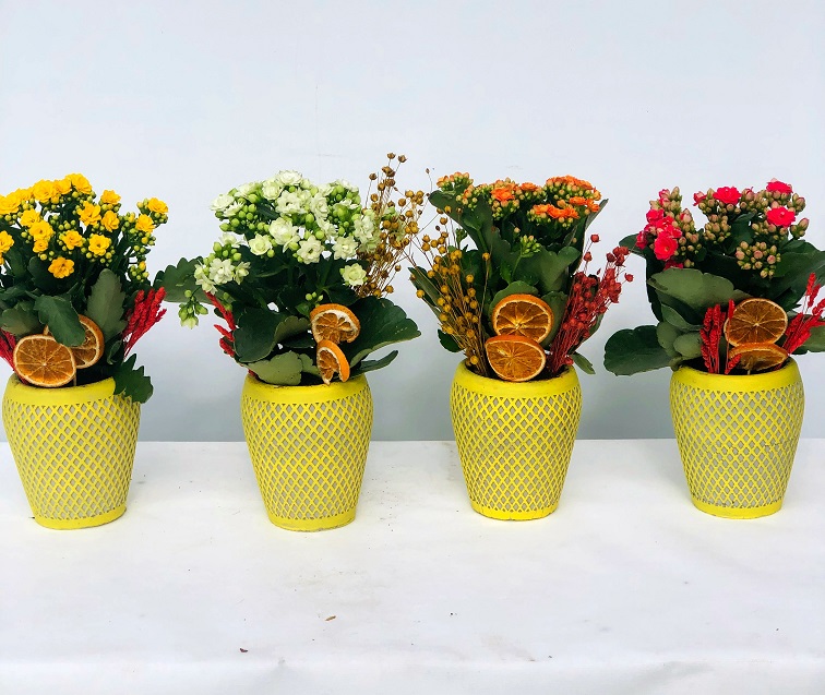 Vazoda Turuncu Kalancuha Çiçeği - Görsel 2