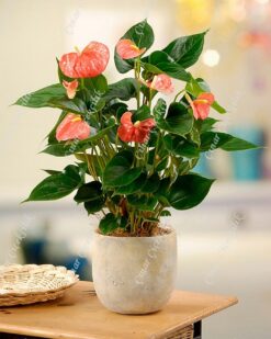 Lüx Turuncu Antorıium C-SAK124