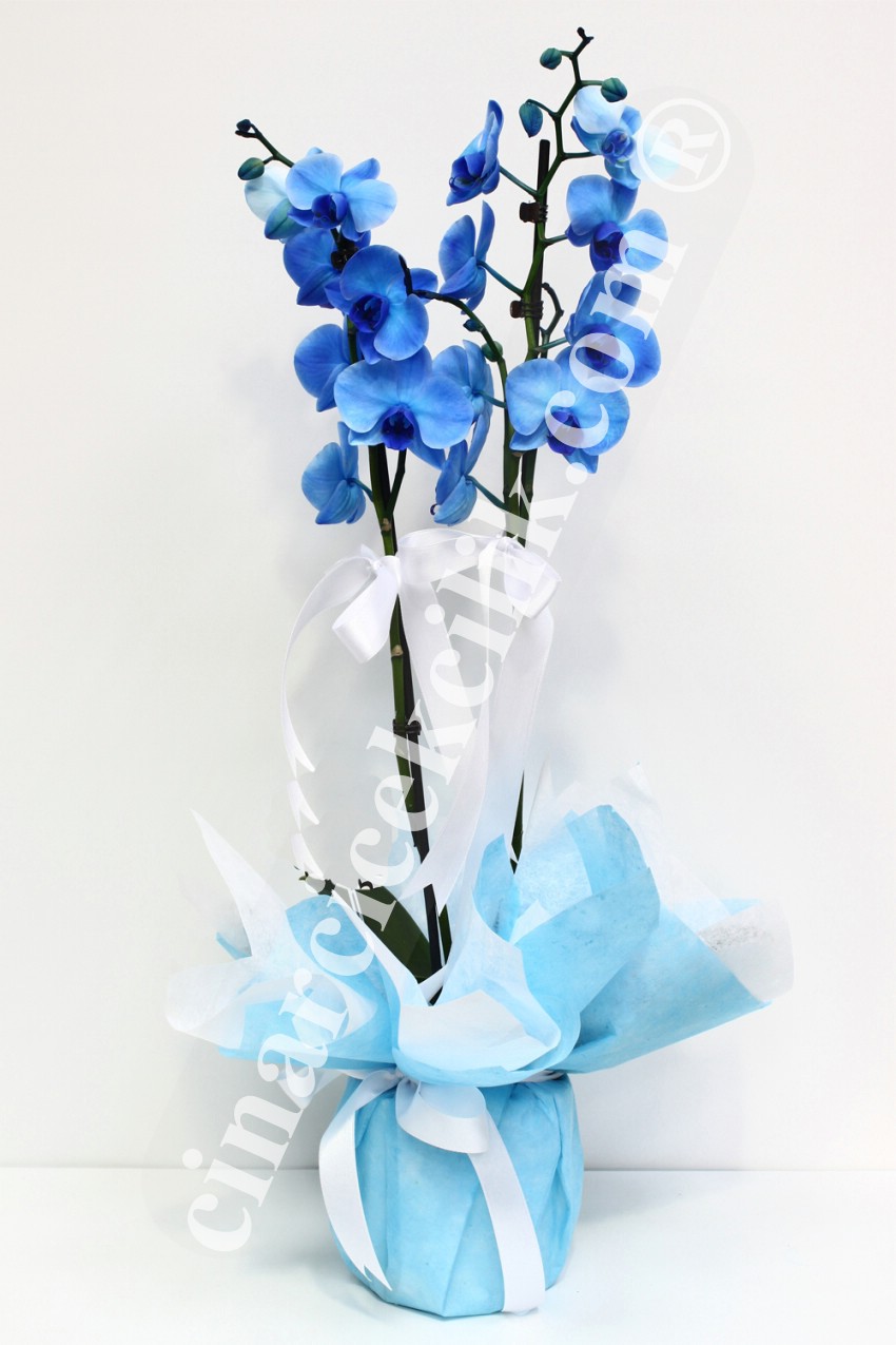 Mavi Orkide Blue Orkide C-OR112