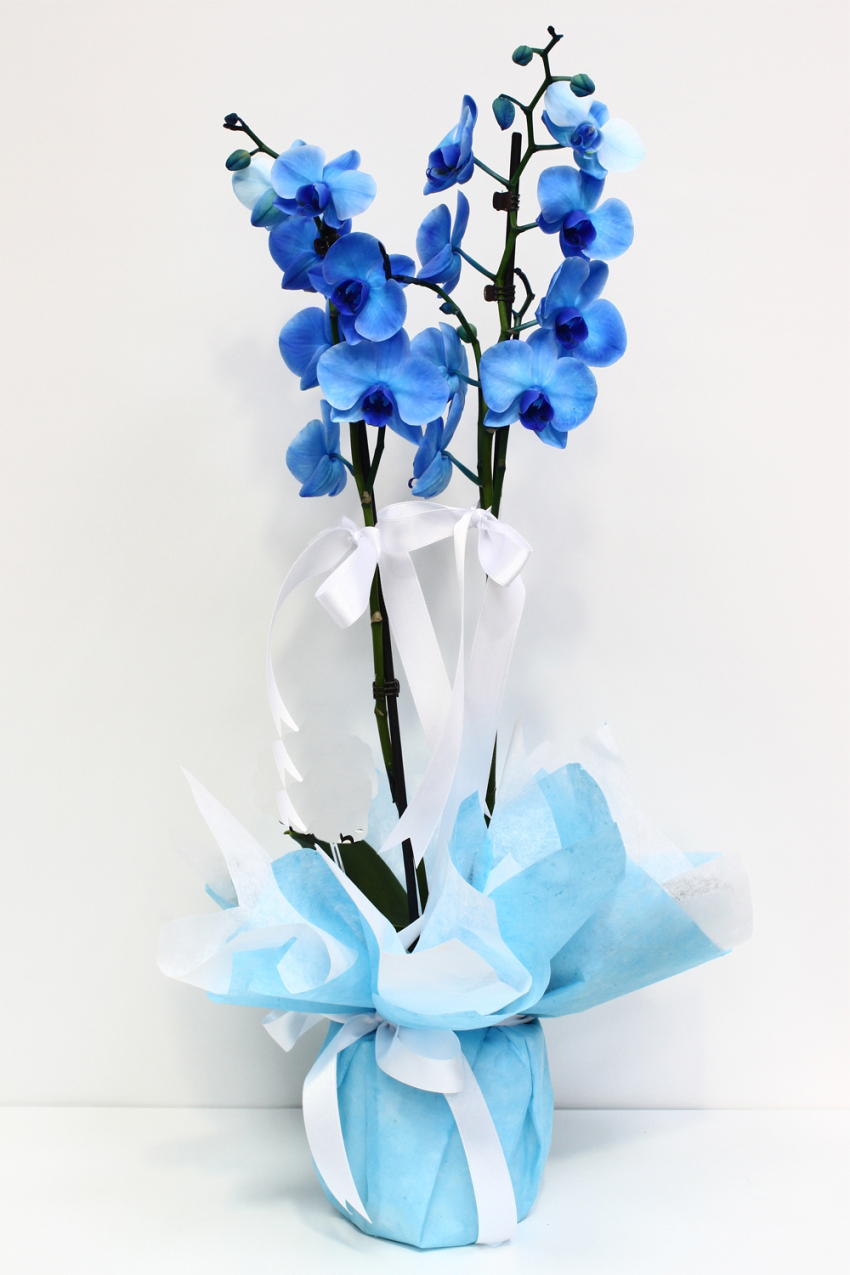 Mavi Orkide Blue Orkide C-OR112 - Görsel 2