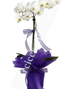 Tekli Beyaz Orkide C-OR120