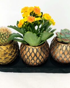 Bradley Gold Desenli Vazoda 3 Lü Kaktüs