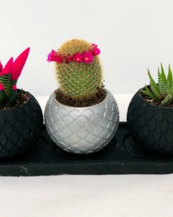 ZOYA Balck Desenli Vazoda 3 Lü Kaktüs