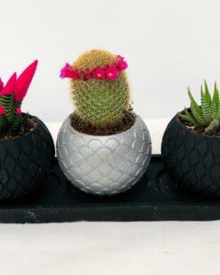 ZOYA Balck Desenli Vazoda 3 Lü Kaktüs