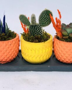 ADELAIDE Desenli Vazoda 3 Lü Kaktüs (Krem -Sarı)