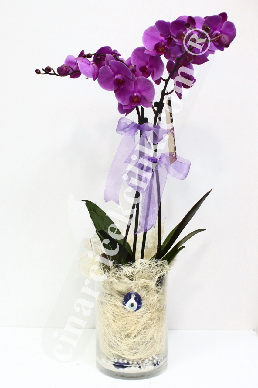 Nazar Boncuğum İkili Pembe Orkide