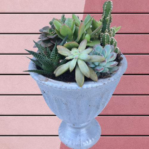 Gold Serisi Saksıda Sukulent Aranjmanı - Görsel 4