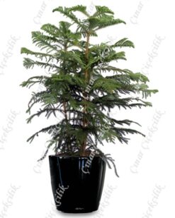 Norfolk Salon Cami Araucaria 3lü C-SAK193
