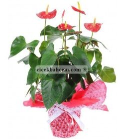 Bugatti Kırmızı Antorium C-SAK133