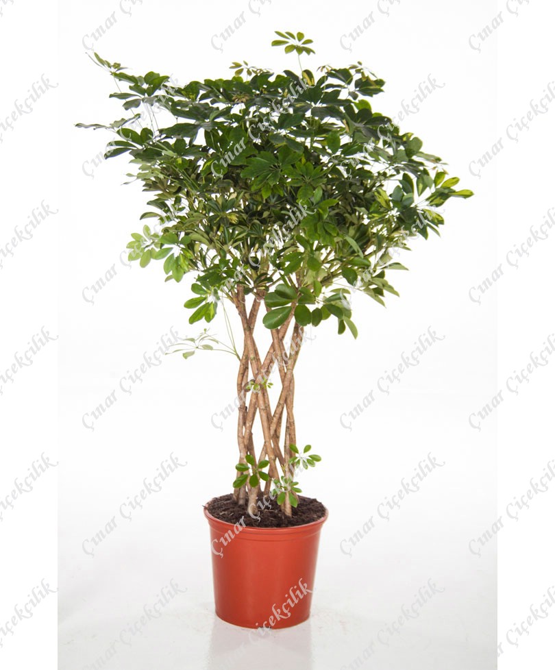 Örgü Şeflera Saksı Çiçeği C-SAK157 - Görsel 2