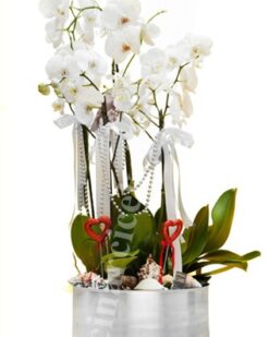Beyaz 5 Köklü Orkide Aranjmanı C-OR105
