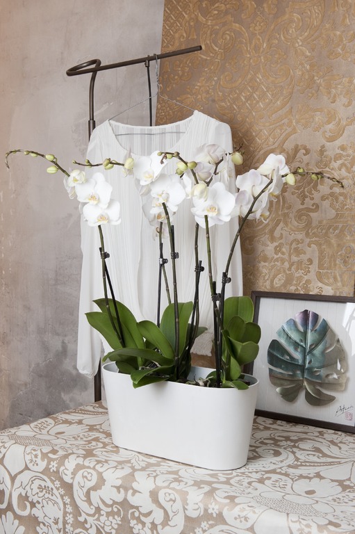 Dört Köklü Beyaz, Orkide C-OR111 - Görsel 2