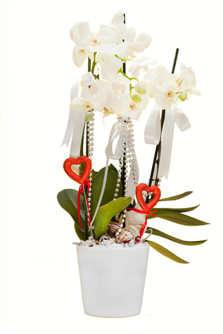 Üç Dal Beyaz Seramikte Beyaz Orkide C-OR108 - Görsel 2