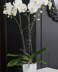 Beyaz Orkide Siparişi, Gönder Çift Dal