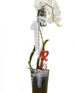 Beyaz Mix Orkide Tek Dal C-OR104