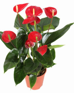 Orta Boy Kırmızı Antorium C-SAK122