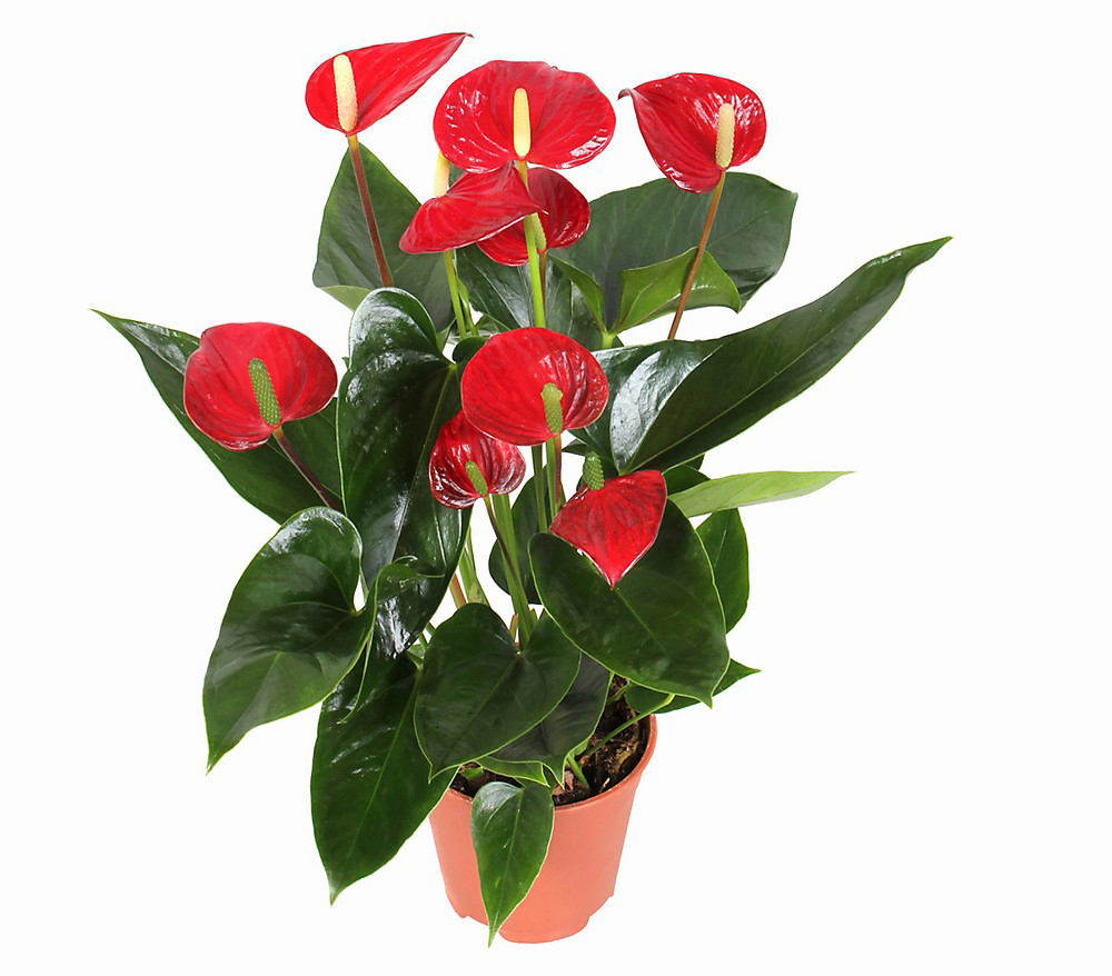 Orta Boy Kırmızı Antorium C-SAK122