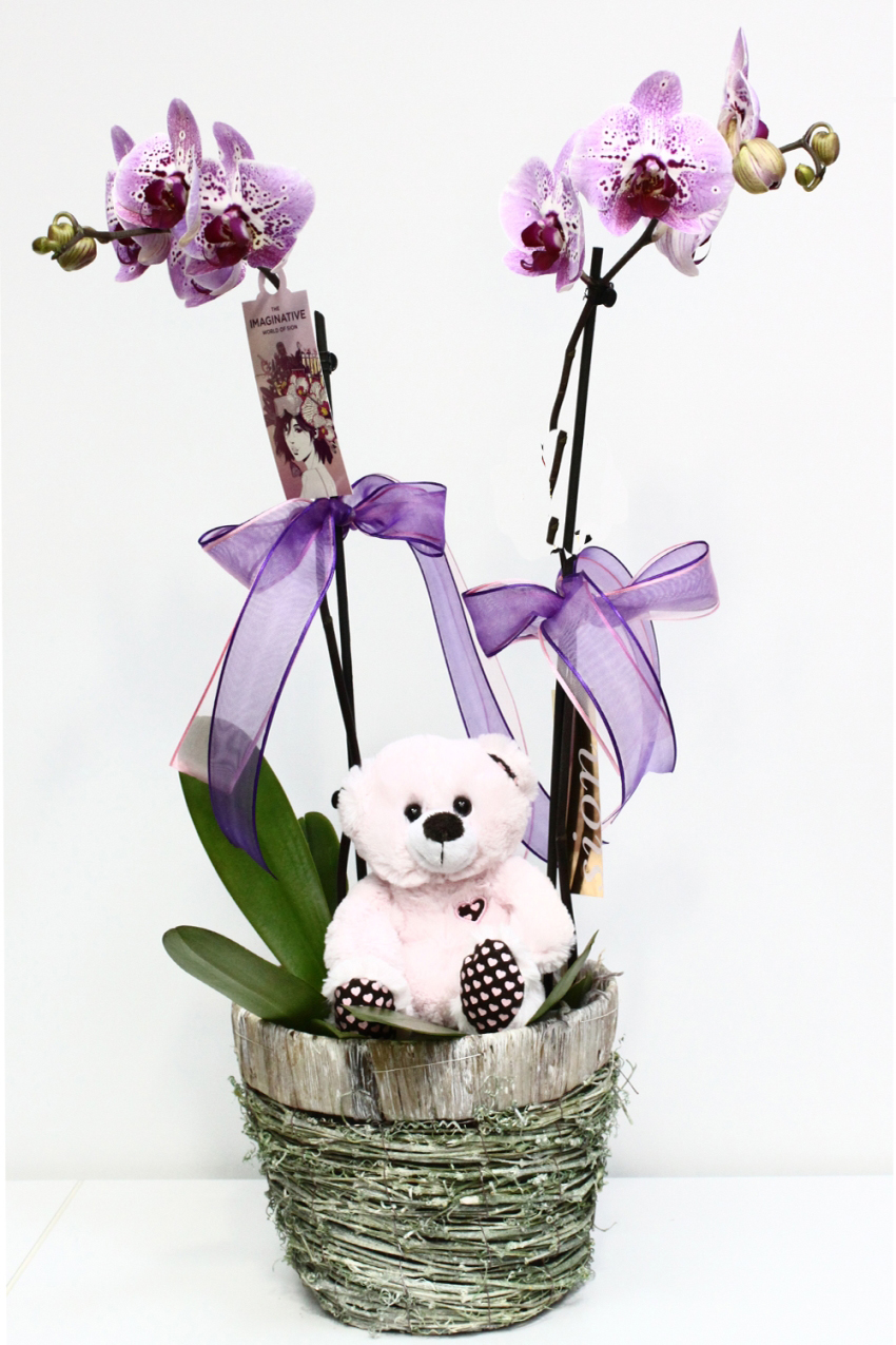 Oyuncaklı Pembe Orkide Aranjmanı C-OR140 - Görsel 2