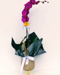 Pintura Tekli Pembe Orkide